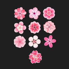 Isolated flowers of sakura set. Cartoon pink and white blossoms of Japanese cherry tree.