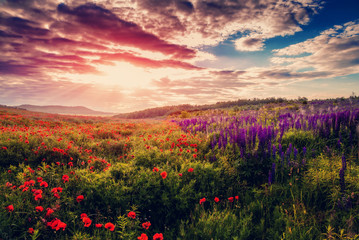 Naklejka na ściany i meble majestic landscape . red clouds glowing in sunlight. at the blossoming meadow. Mountain lake at dark. creative image. instagram filter