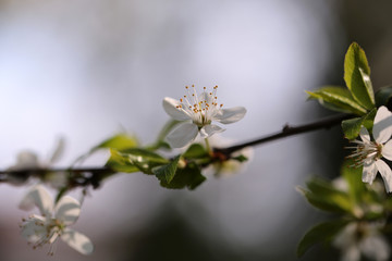 White sakura flower blossoming as natural background on blurred backdrop