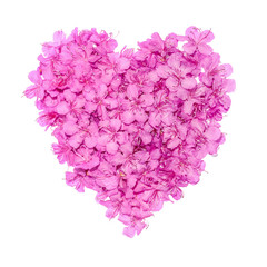 heart made from delicate purple flowers. isolated on white background