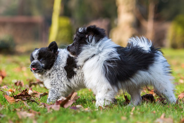 two Elo puppies scuffle outdoors