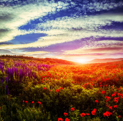 Fototapeta na wymiar majestic landscape, colorful sky over the poppy field, af wonderful sunset. soft selective focus. creative image. instagram filter