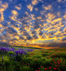 majestic sunset. Fantastic evening with flowering hills.  poppies in the warm sunlight in the twilight. dramatic sky glowing in sunlight. beautiful morning scene. wonderful blooming field.