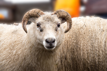 Schaf mit Hörnern