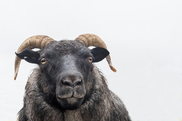 Frontansicht eines schwarzen Schafes mit H&ouml;rnern
