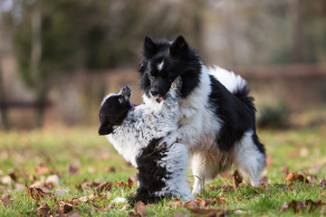 Elo puppy playing with the mother