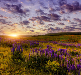 Fototapeta na wymiar wonderful nature landscape. majestic sunset with clouds glowing in sunlight. over the blossoming the lupine flowers in the meadow. picturesque amazing view.