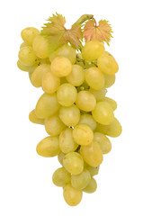 Ripe grapes on white background
