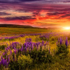 Fotobehang Crimson prachtig natuurlandschap. majestueuze zonsondergang met wolken handschoenen in sunkight. over de bloeiende lupine bloemen in de wei. pittoresk geweldig uitzicht.  © jenyateua