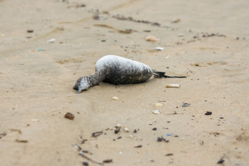 Dead bird on the sandy beach of the seaside