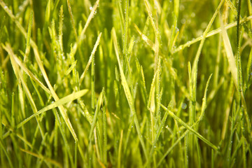 Fototapeta na wymiar young green wheat grass