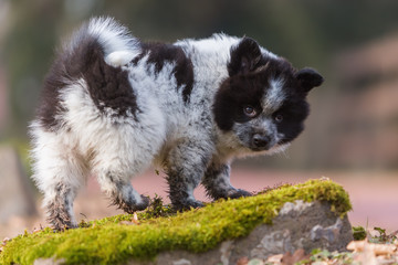 Elo puppy standing on a rock