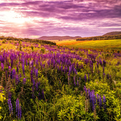 Naklejka premium fantastic colorful landscape. overcast clouds glowing in sunlight at sunset over the meadow with pink lupine flowers. picturesque spring view. color in nature. natural creative picture.
