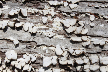 Fungus on tree bark, horizontal aspect
