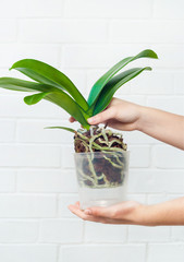 Orchid phalaenopsis planting, soil, root and moss on wooden background