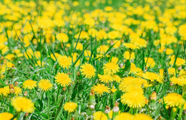 Spring background with yellow dandelions flowers and green grass. 