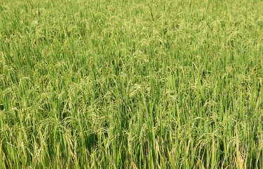 rices cornfield in Thailand