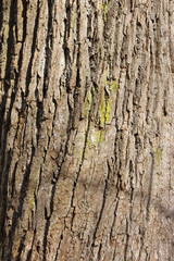 Twisted tree bark pattern

