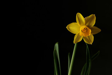 Fototapeta na wymiar yellow narcissus flower on black
