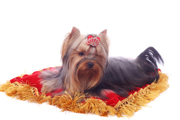 Yorkshire terrier