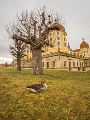 Graugans von Schloss Moritzburg