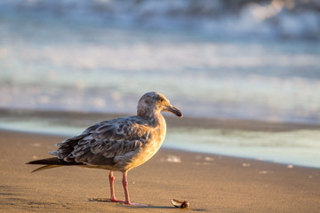 Juvenile Westmöwe (Larus occidentalis) am Marshalls Beach in San Francisco, Kalifornien, USA, im Abendlicht.