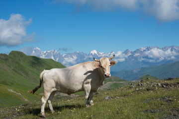 Fototapeta na wymiar White cow on meadow in mountains