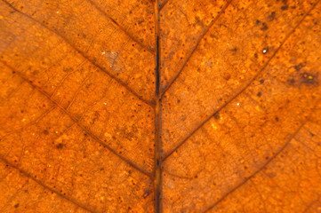 natural detail leaf