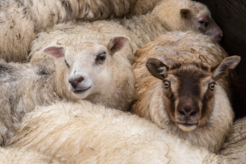 zwei Schafsköpfe in der Herde
