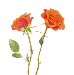 Obraz premium a macro closeup of a beautiful fresh with dew drops orange rose flower isolated on white top view with space for text