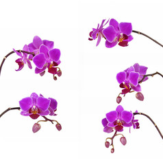 Obraz na płótnie Canvas a macro closeup of branches of beautiful tropical bright purple with red lip Phalaenopsis orchid flower plant isolated on white with space for text 