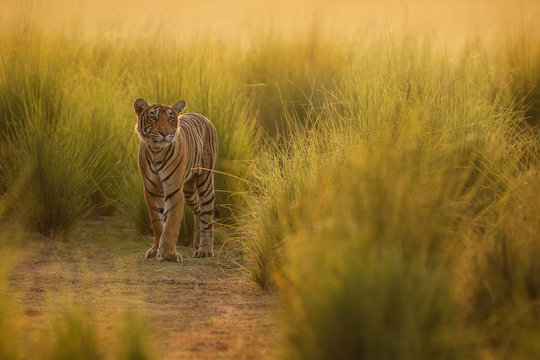 Fototapeta Tiger in a beautiful golden light in Ranthambhore National Park in India, panthera tigris, royal bengal tiger, indian wildlife, tigress, female, name t-83 lightning