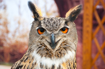 Owl