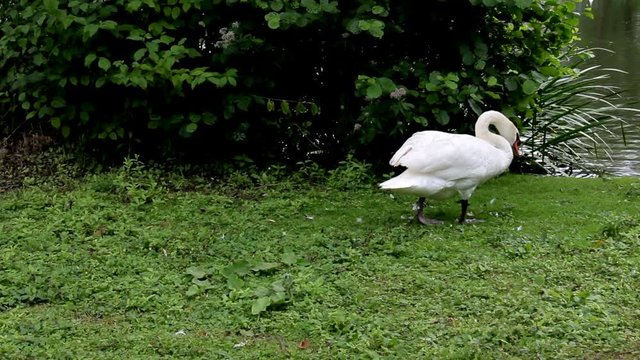 White Swan Walks on a Grass in the Park and Jumps to Lake