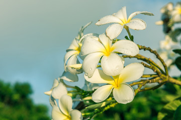 Fototapeta na wymiar white plumeria flowers.