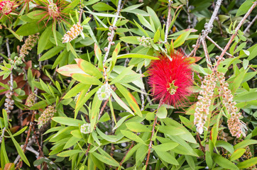 Mediterranean flowers
