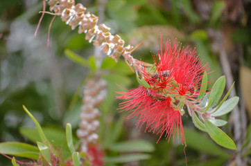 Mediterranean flowers