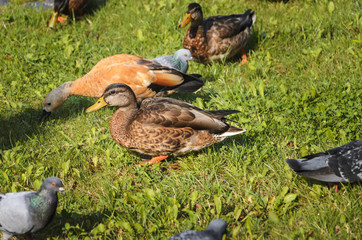 several ducks in the park in the summer of sleep and rest
