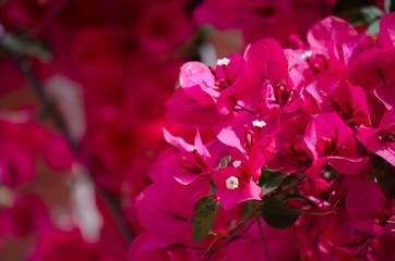 Mediterranean flowers