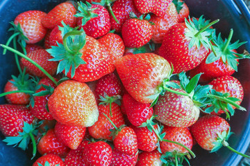 Ripe berries and foliage strawberry. Strawberries on a strawberry plant on a strawberry plantation.