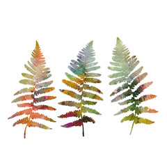 Floral illustration with  fern leaves silhouettes in watercolor style.