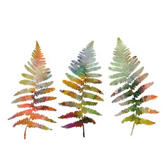 Floral illustration with  fern leaves silhouettes in watercolor style. © dinadankersdesign