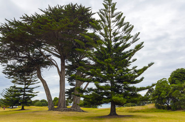 Long Bay Beach Auckland New Zealand; Regional Park
