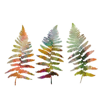 Floral illustration with  fern leaves silhouettes in watercolor style.