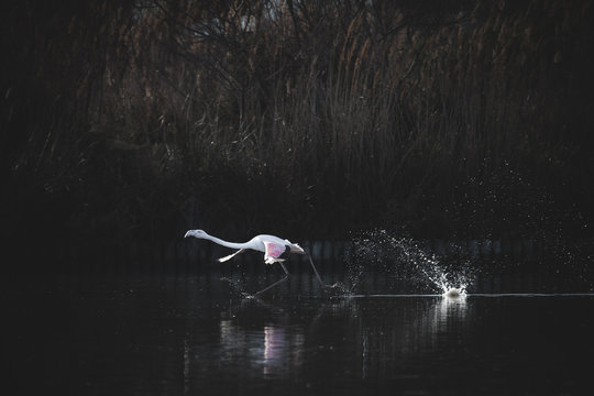 Flamant rose prenant son envol en camargue