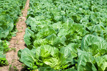 Organic farming, celery cabbage growing in greenhouse.