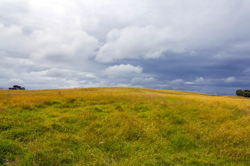 Meadow Field at Long Bay Beach Auckland New Zealand; Regional Park