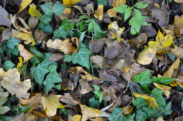 natural detail leaf