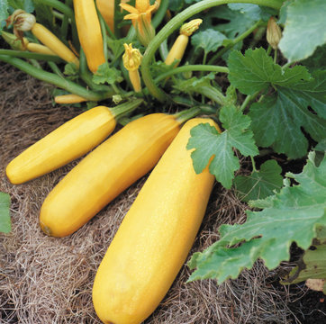 Flowering and ripe yellow fruits of zucchini in vegetable garden