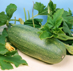 Vegetable marrow squash zucchini with leaves